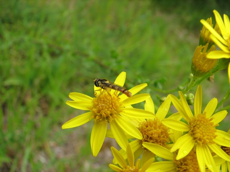 2010 07 Sortie bota à Ruffin 09